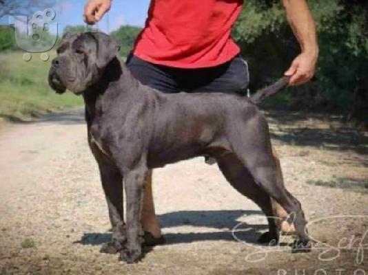 PoulaTo: Κουτάβια Cane Corso